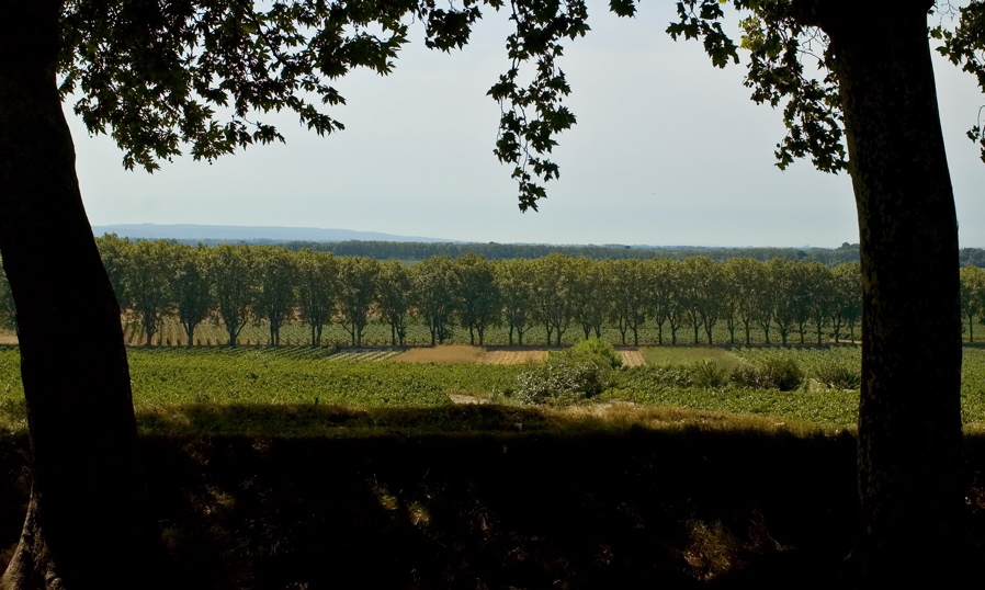 Lune De Miel - Canal Vineyards